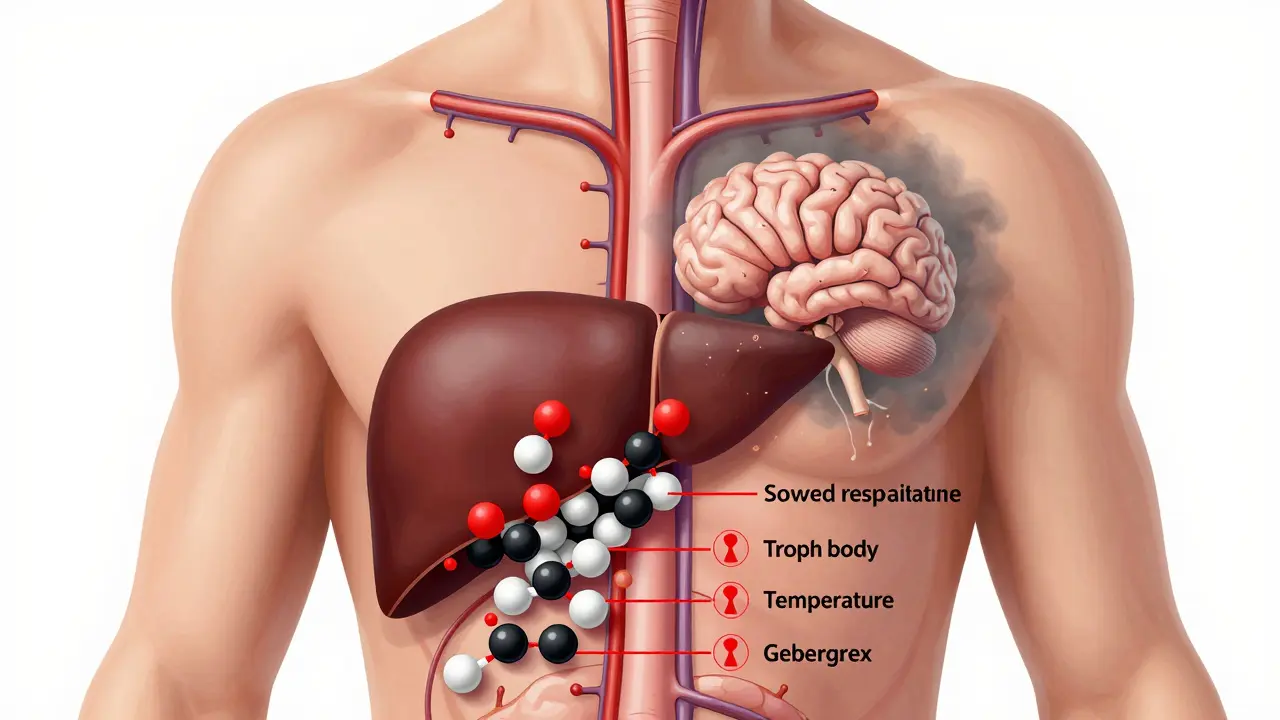 Křížový řez těla s hromaděním alkoholu v krvi, přetížená játra a zpomalené dýchání, vyznačené červenými varovnými značkami.